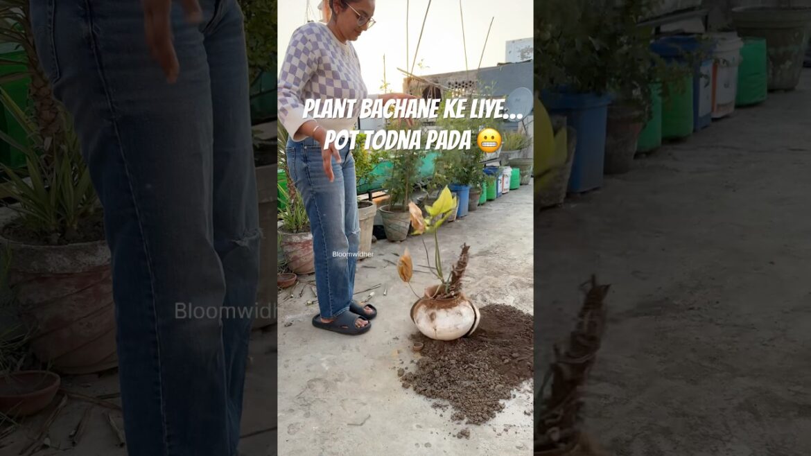 I Had to Break the Pot to Save This Plant 😬🌿 #gardening #youtubeshorts