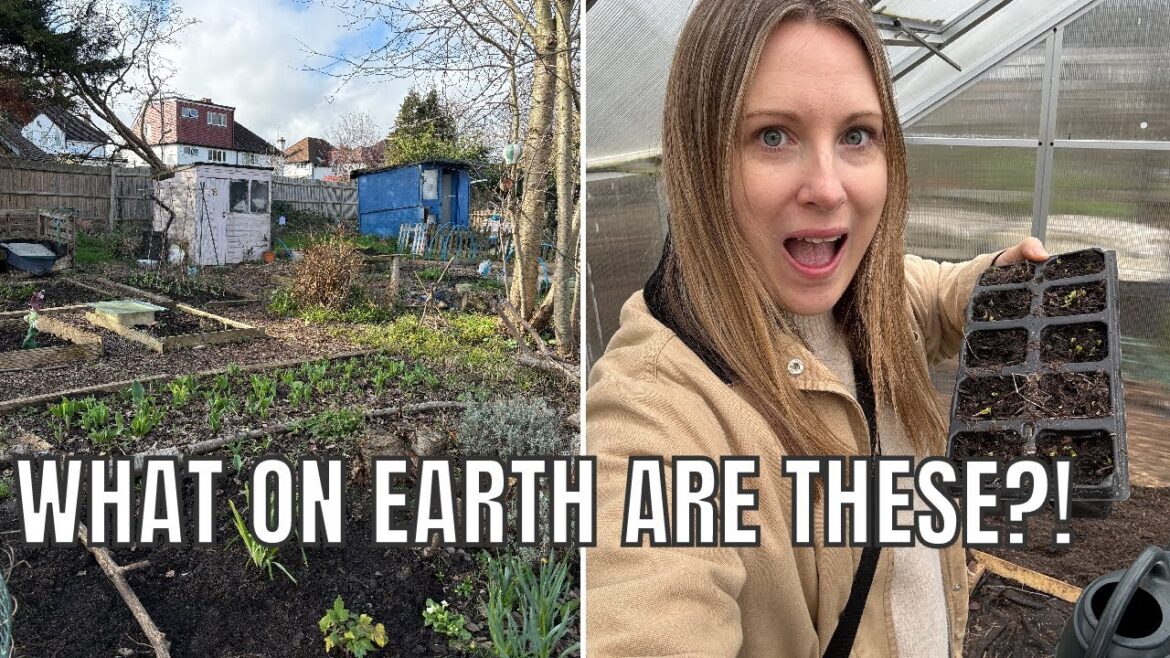 UNEXPECTED CROPS ON THE PLOT / ALLOTMENT GARDENING UK UNEXPECTED CROPS ON THE PLOT / ALLOTMENT GARDENING UK