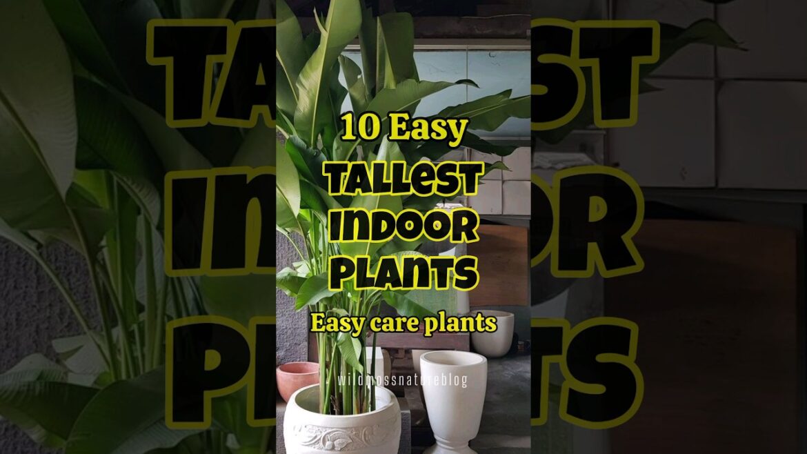Best tallest indoor plants / tall plants for home #shortvideo #shorts #houseplants