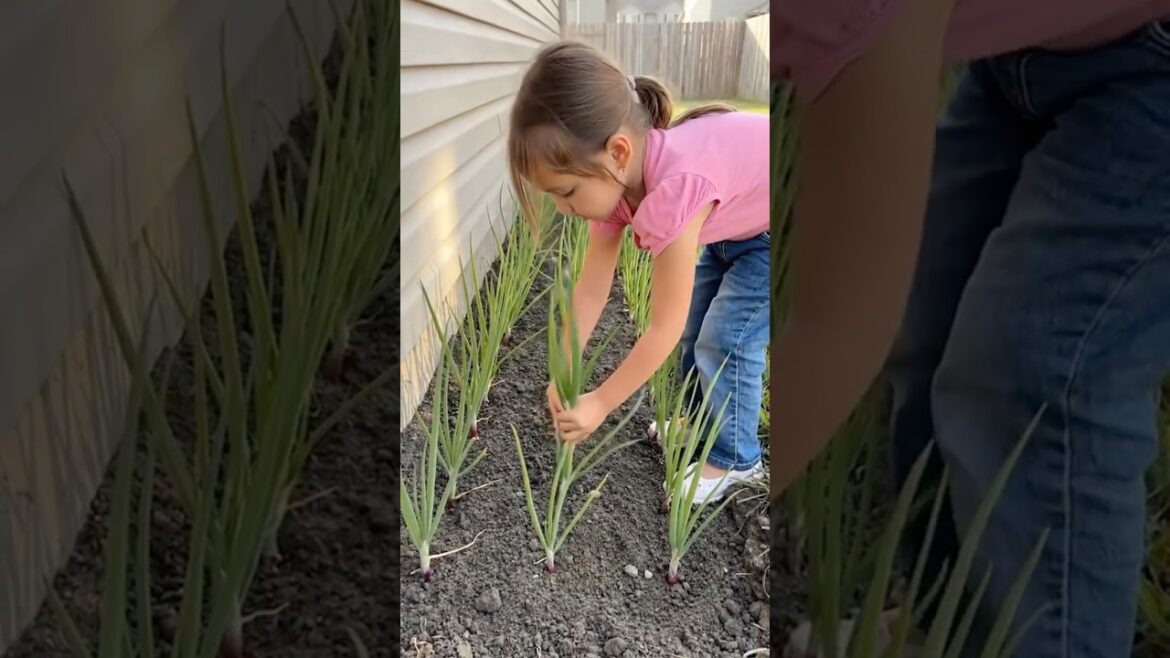 Turn One Small Backyard Edge Into a Never-Ending Food Supply! 🌱🍅 #ai #construction #fypシ #viral