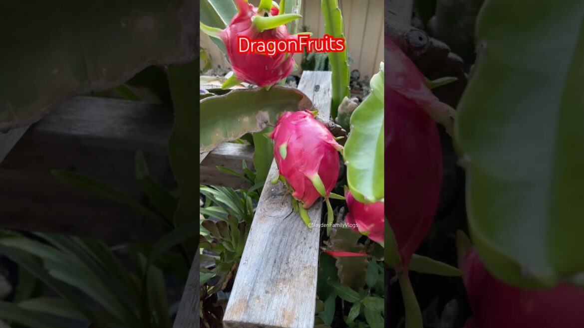 Fruit cutting Dragon fruit   😱 #shorts #satisfying #fruit #enjoy