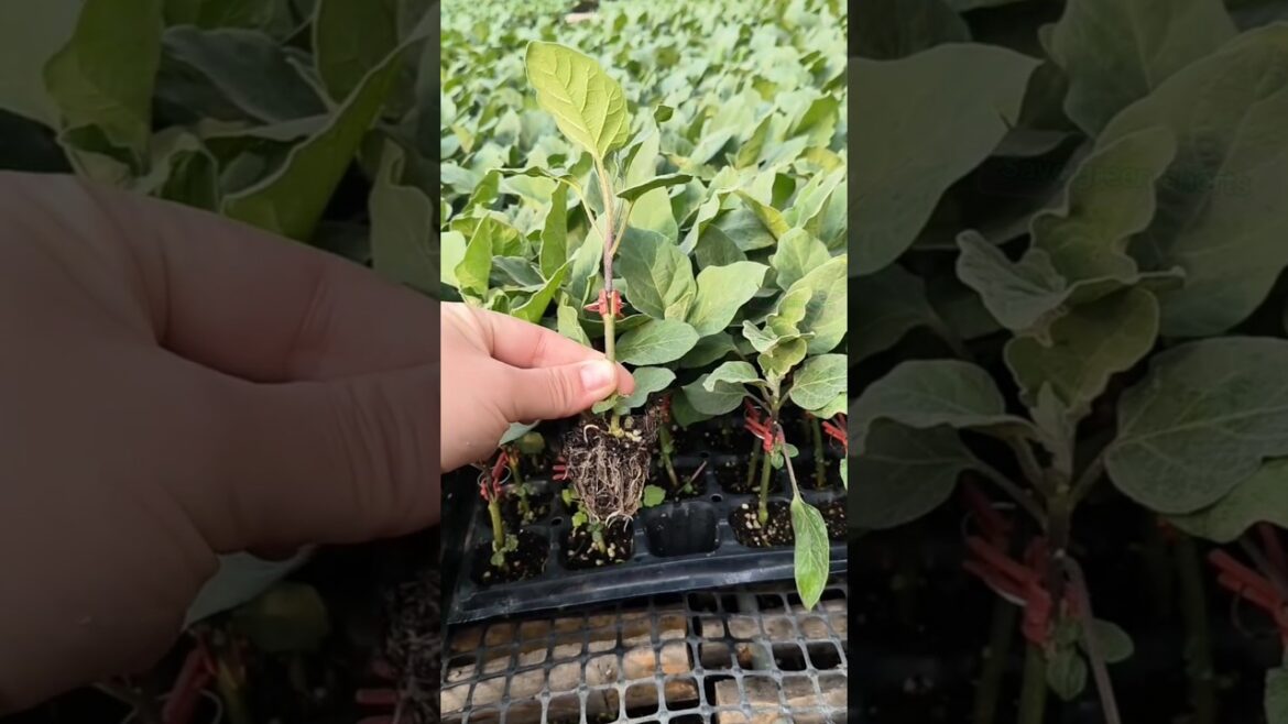 Grafting eggplant #grafting #gardening #fruittrees