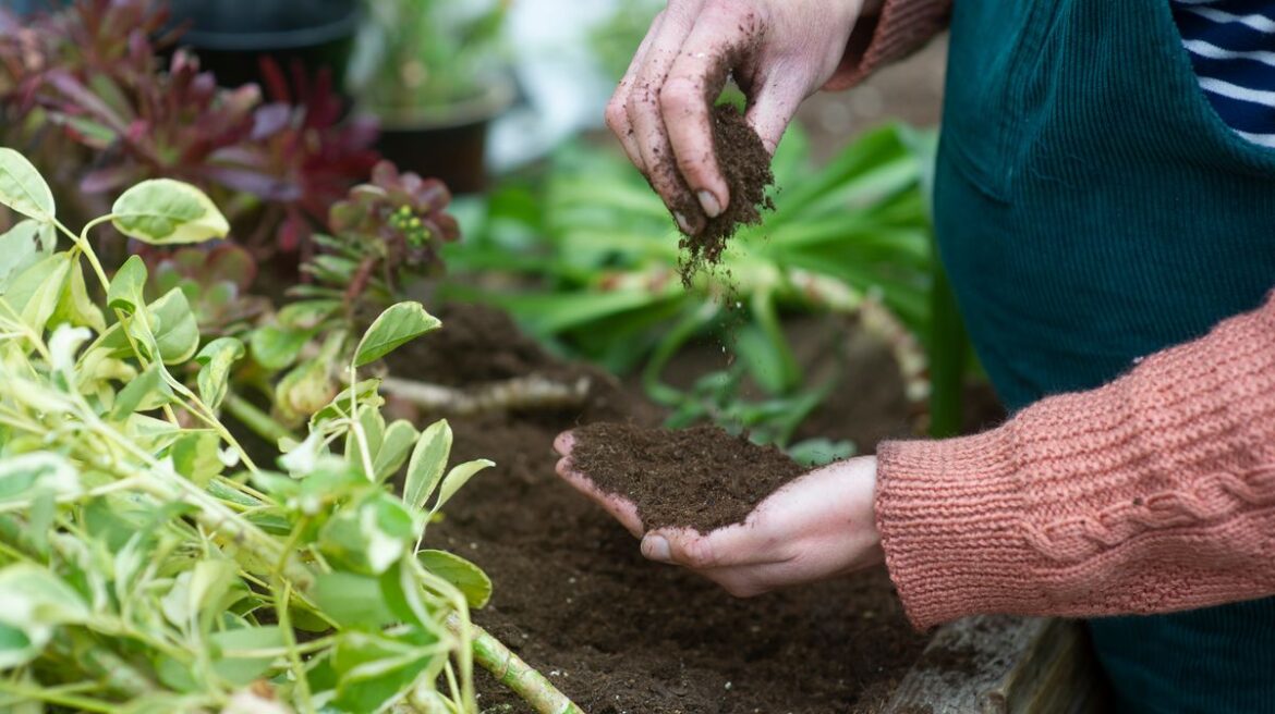 1 critical gardening task must be done in March or risk a pest infestation Irish Star