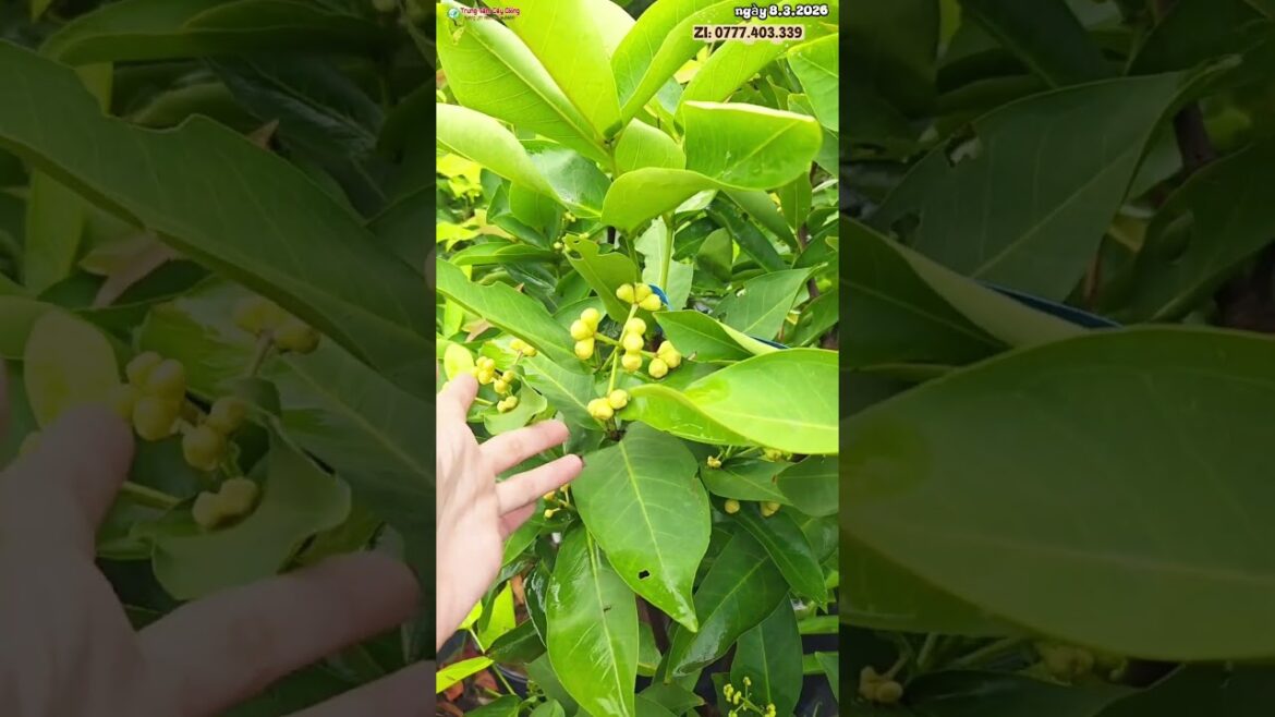 Top 2 loại mận cây lỡ trồng nhanh cho trái #caycanh #caytrongnha #xuhướng@cayanquamiennam