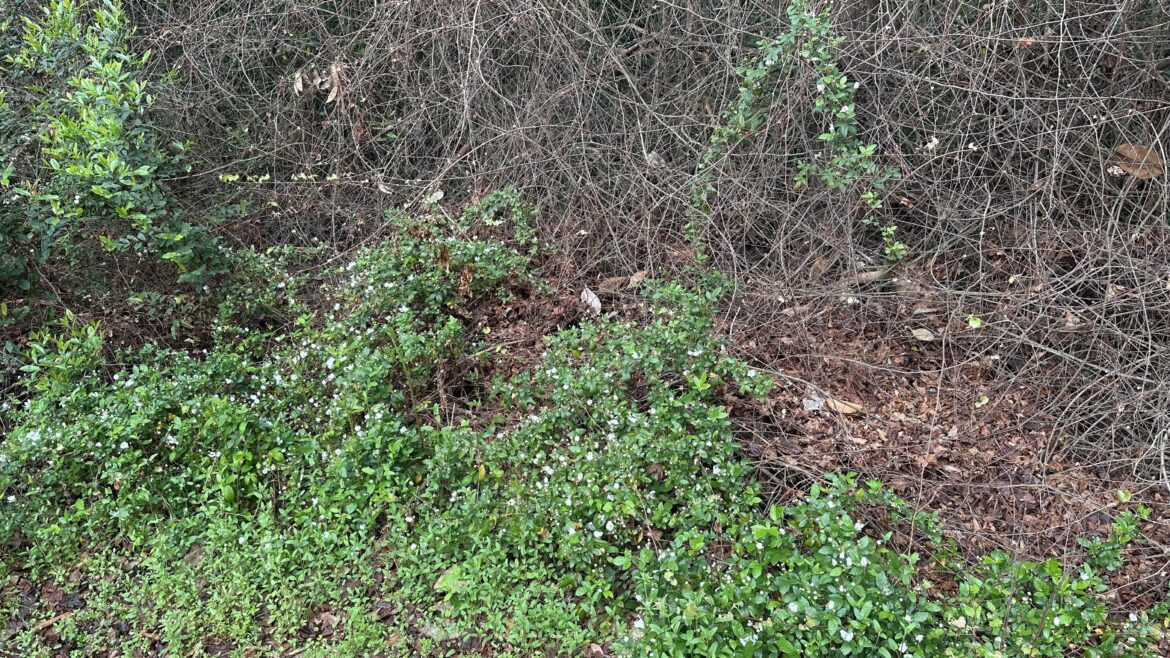 Surprise blackberries, need guidance!
