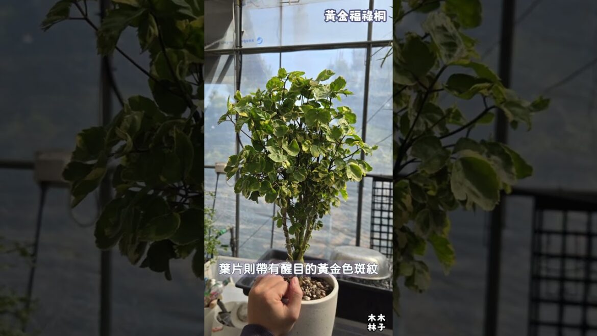 植百匯第136期_黃金福祿桐 #shorts #植物 #plants #造景 #園藝 #garden #園藝店 #園藝 #園藝店 #花卉 #gardendesign #園藝設計 #花卉