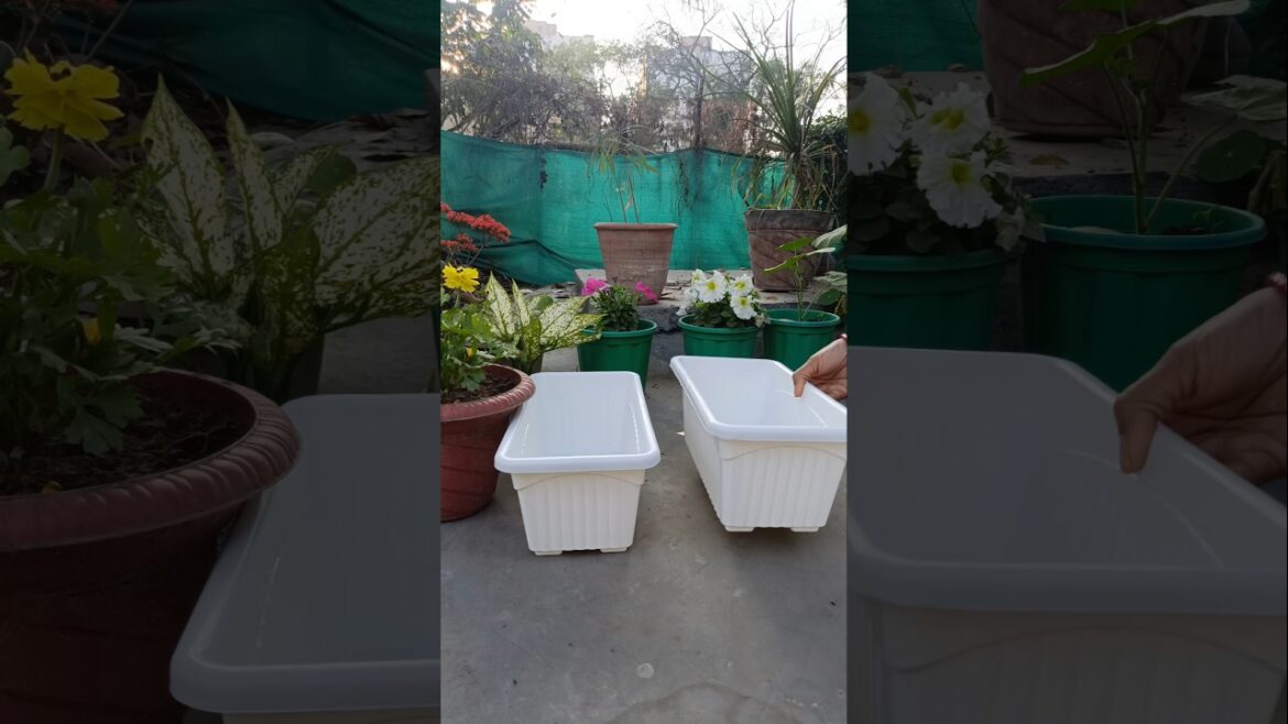 flower pot #minivlog #shorts #harvesting #gardening