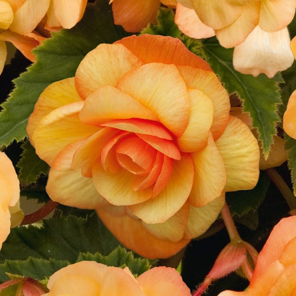 Begonia 'Illumination Apricot' (Illumination Series)