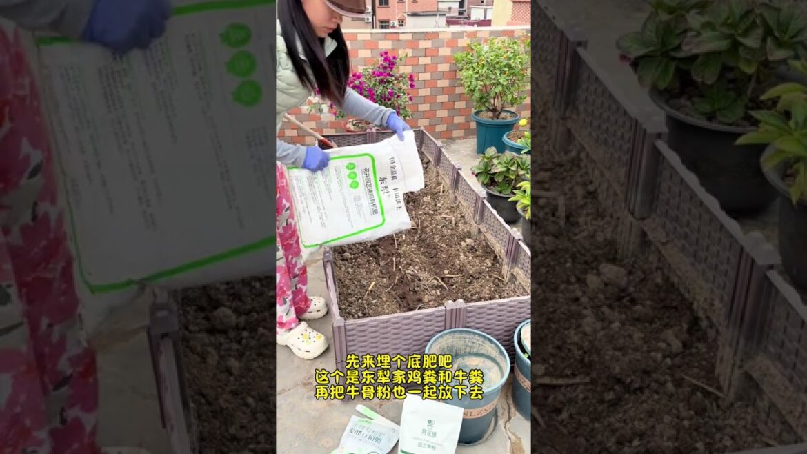 Plant This Many Eggplants This Spring & Enjoy a Lifetime Supply