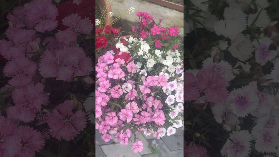 Home Decor Part-71⭐️#balcony #flowers #garden #plants #makeover #music #love #home #ghar#rose