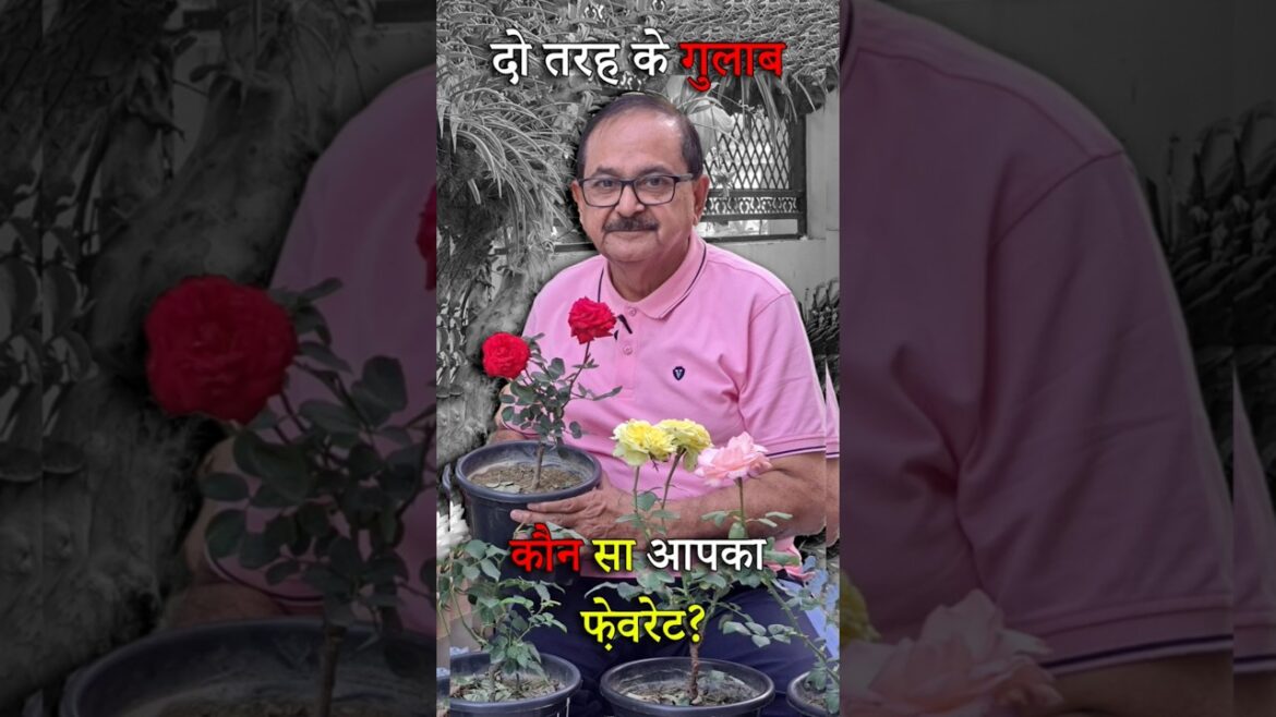 Desi vs Grafted Rose Plant – Which One Should You Buy? #rose #rosecare Desi vs Grafted Rose Plant – Which One Should You Buy? #rose #rosecare
