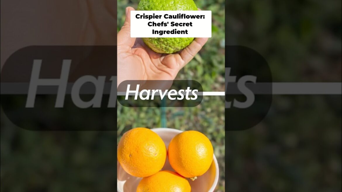 California Gardening: Chefs’ Secret Ingredient! 🥦 Harvesting Crispy Cauliflower Chefs' Secret Ingredient! 🥦 Harvesting Crispy Cauliflower