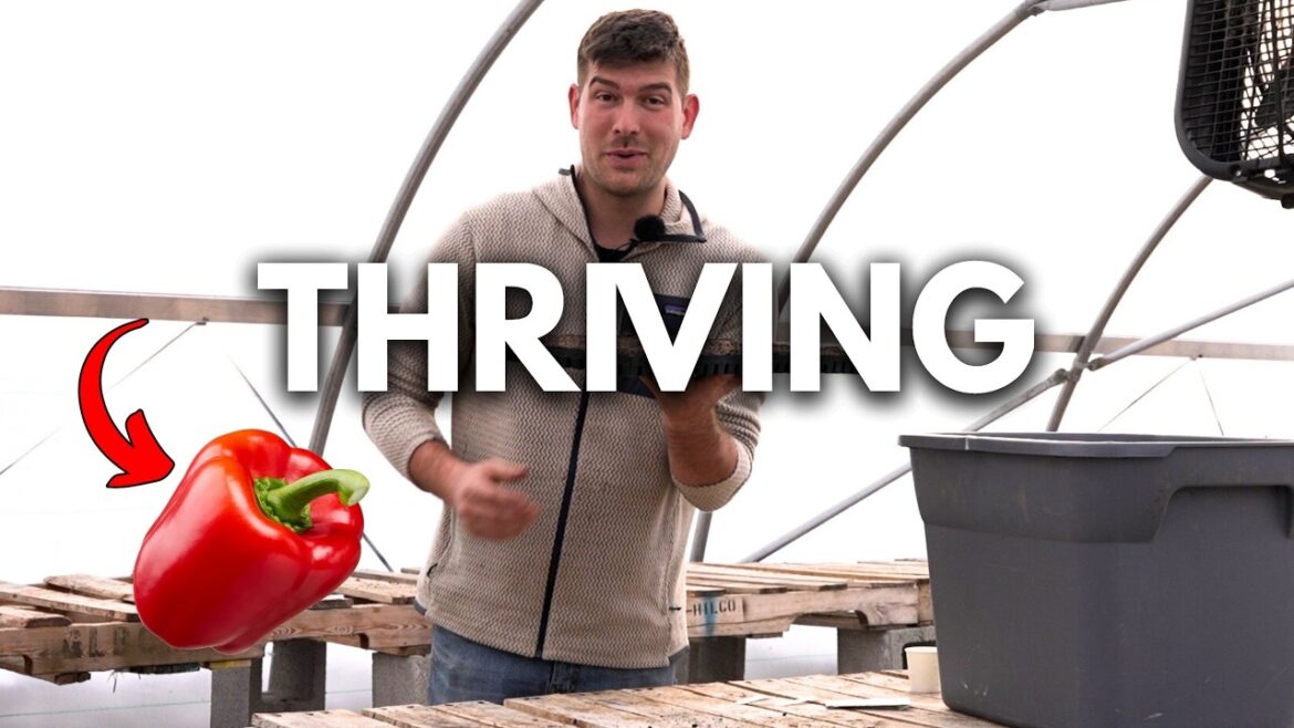 MIgardener: 5 Reasons Your Peppers are SLOW GROWING and How to Speed Them Up! 5 Reasons Your Peppers are SLOW GROWING and How to Speed Them Up!