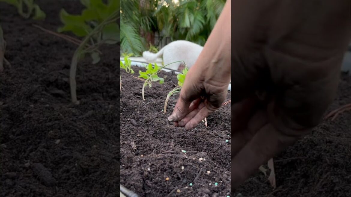 January: Florida Gardening Tips