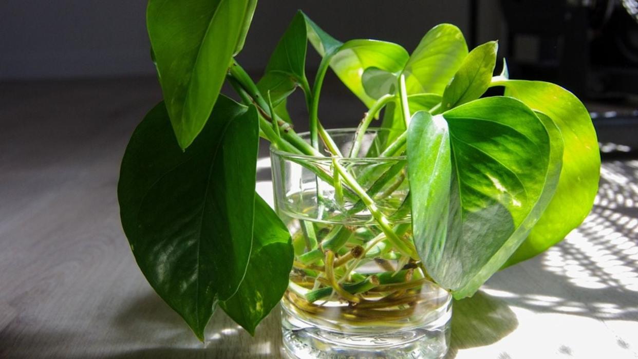 Cuttings of Pothos Leaves in Clear Glass of Water being Propagated