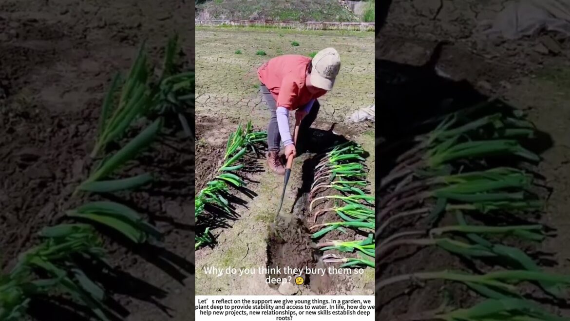 Planting the Layers: Setting Green Onions Deep for Success 🧑🌾🌿 Planting the Layers: Setting Green Onions Deep for Success 🧑🌾🌿