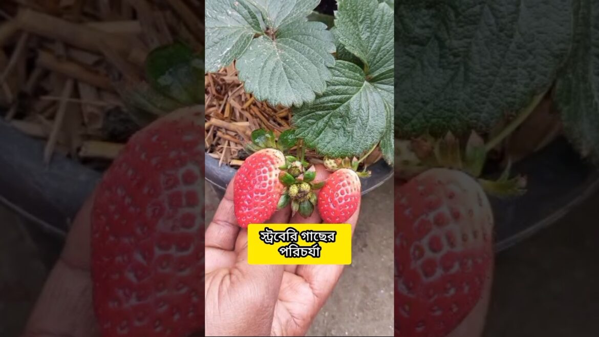 স্ট্রবেরি গাছের পরিচর্যা | How to Grow Huge Strawberries at Home #strawberry Strawberry Plant Care