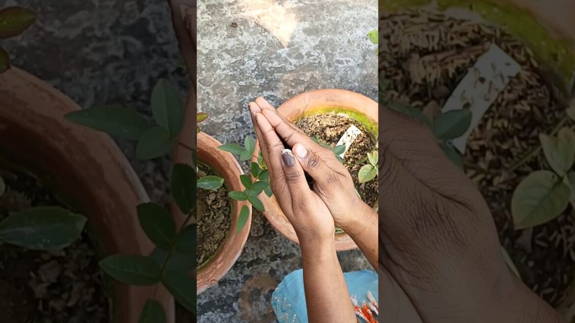 ফুল নিয়ে টিকটক 💖🍂। #gardening #youtubeshorts #shortsfeed #chadbagan #garden #rose #rosé #flowers