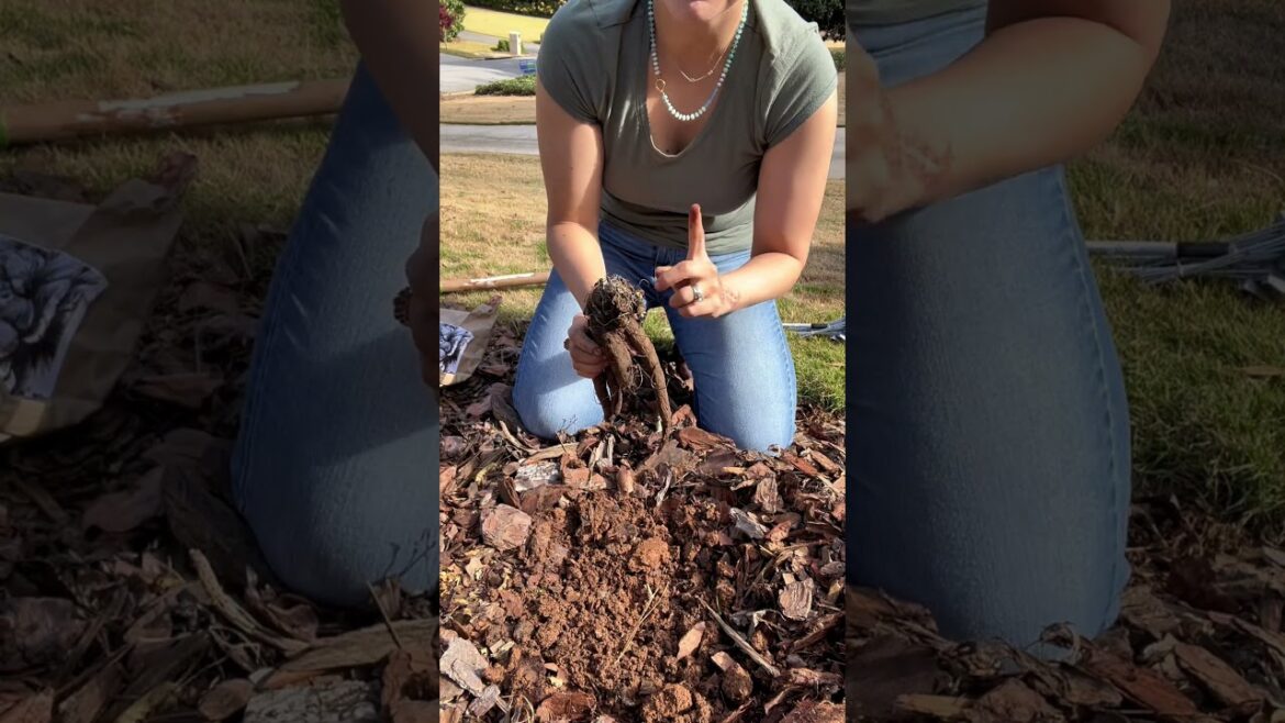 How to plant peonies from bare root? Here’s your step by step EASY guide!  #peony