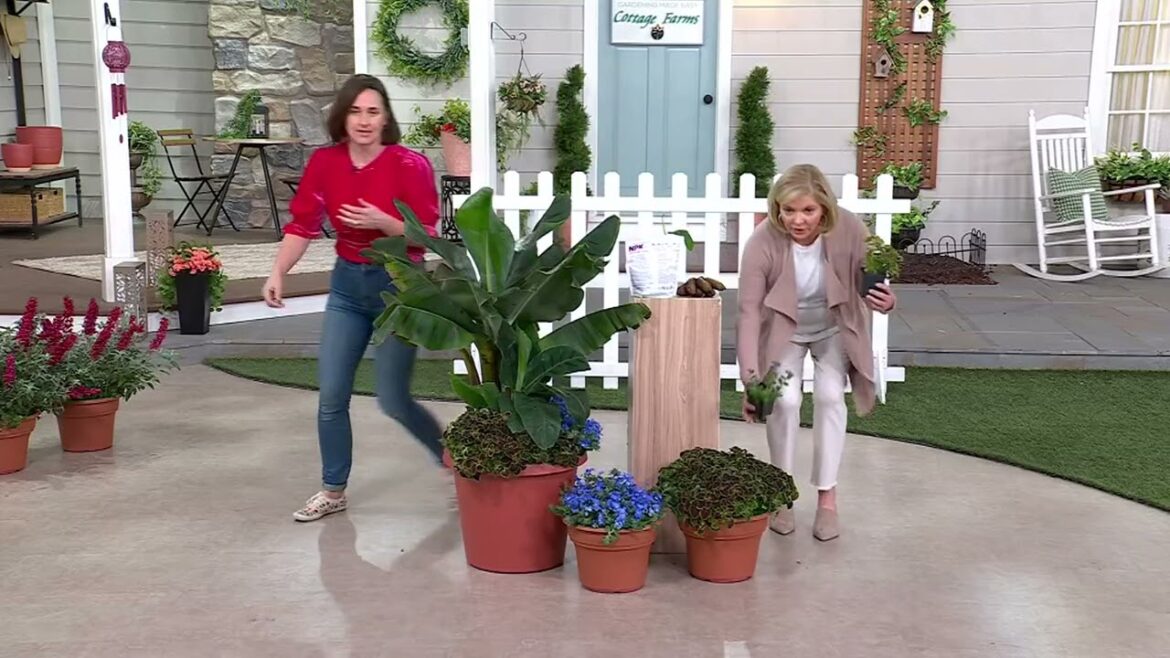 Cottage Farms 3-pc Top Banana Container Garden Plants w/ Fertilizer on QVC Cottage Farms 3-pc Top Banana Container Garden Plants w/ Fertilizer on QVC