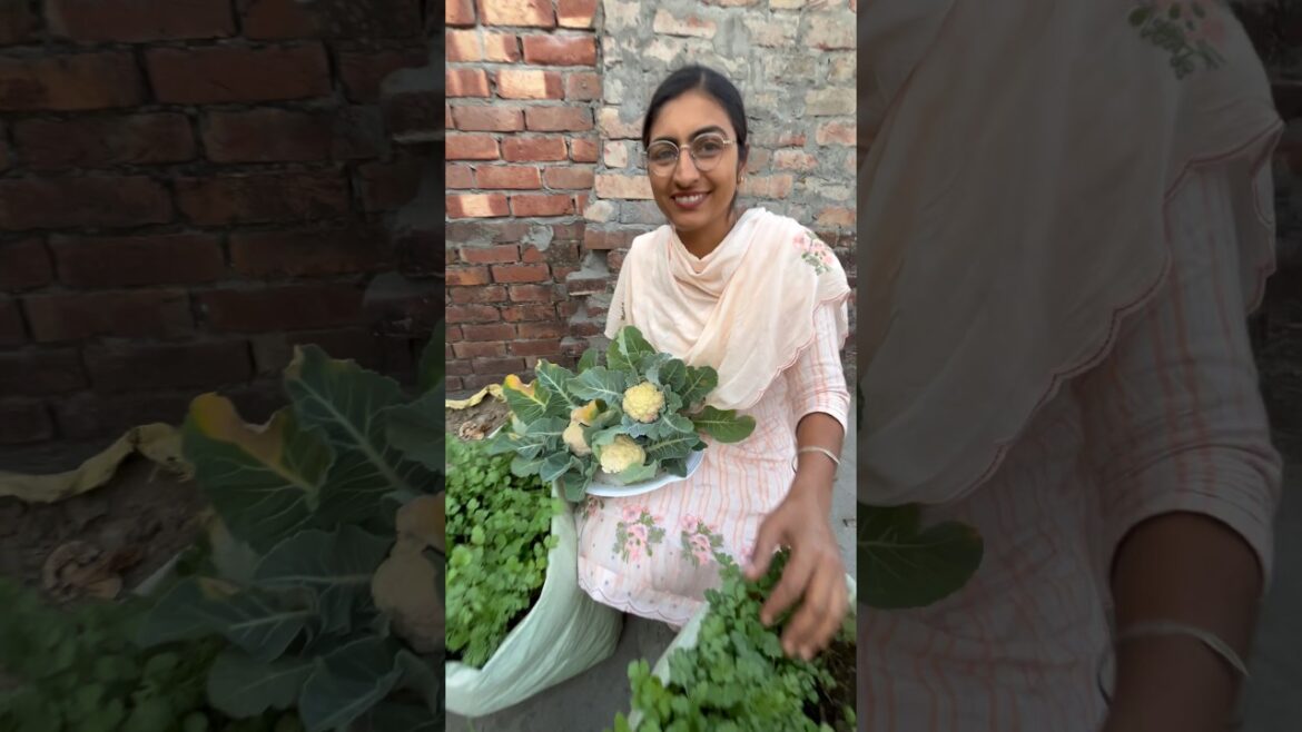 Sabji ki care muskil nahi #vegetables #garden #harvest #gardening #shorts @OrganicGardening1918 Sabji ki care muskil nahi #vegetables #garden #harvest #gardening #shorts @OrganicGardening1918