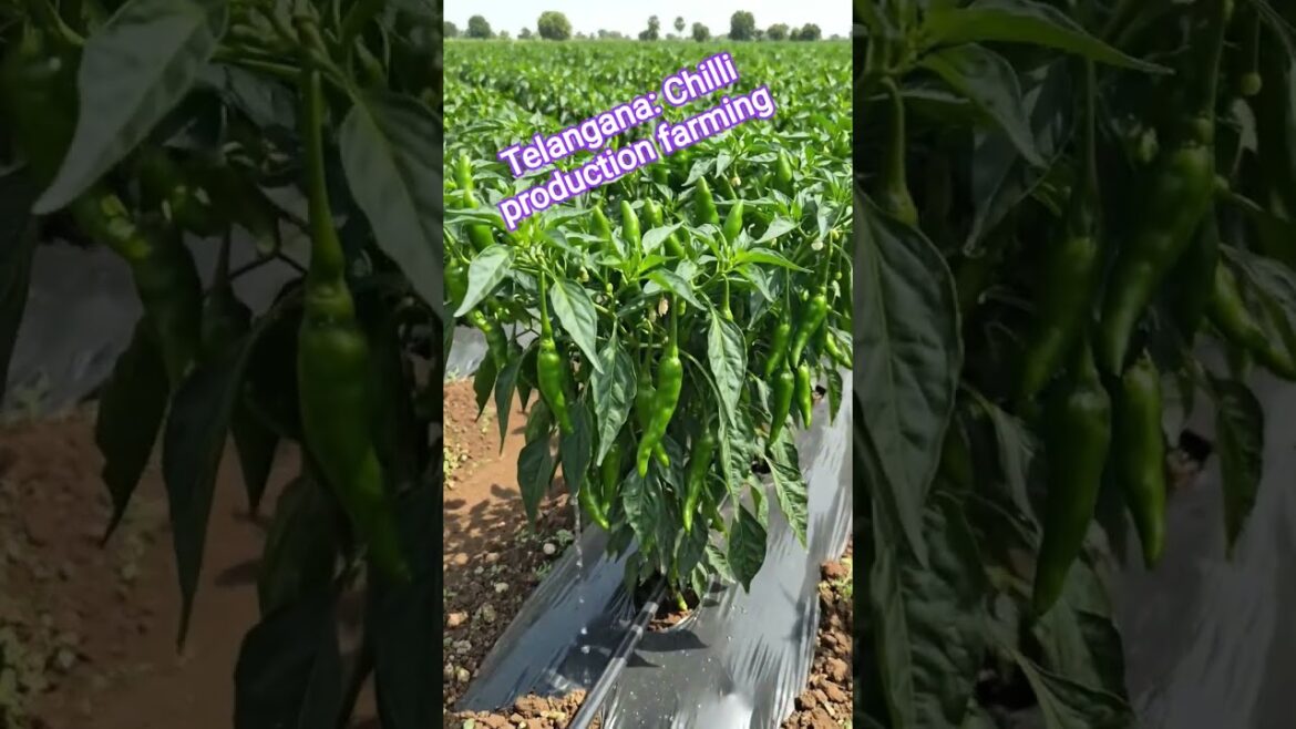 Earn ₹2 Lakhs in 4 Months! 💰 Green Chilli Farming Success  Chilli Varieties for 2026 | Telangana"