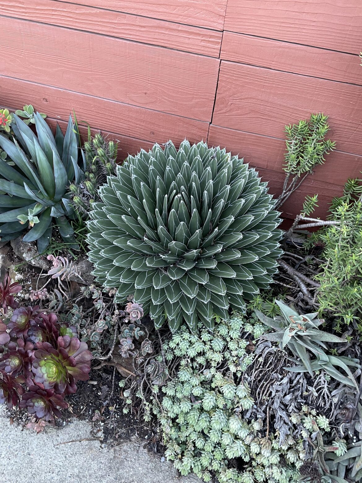 Agave Victoria-Reginae
