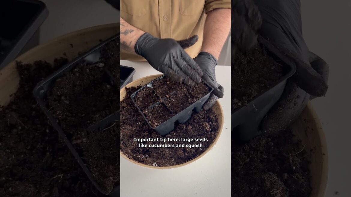 How to start seeds indoors for your spring garden