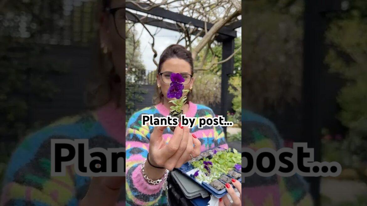 Plants in the post… #plants#flowers#gardening #shorts Plants in the post... #plants#flowers#gardening #shorts