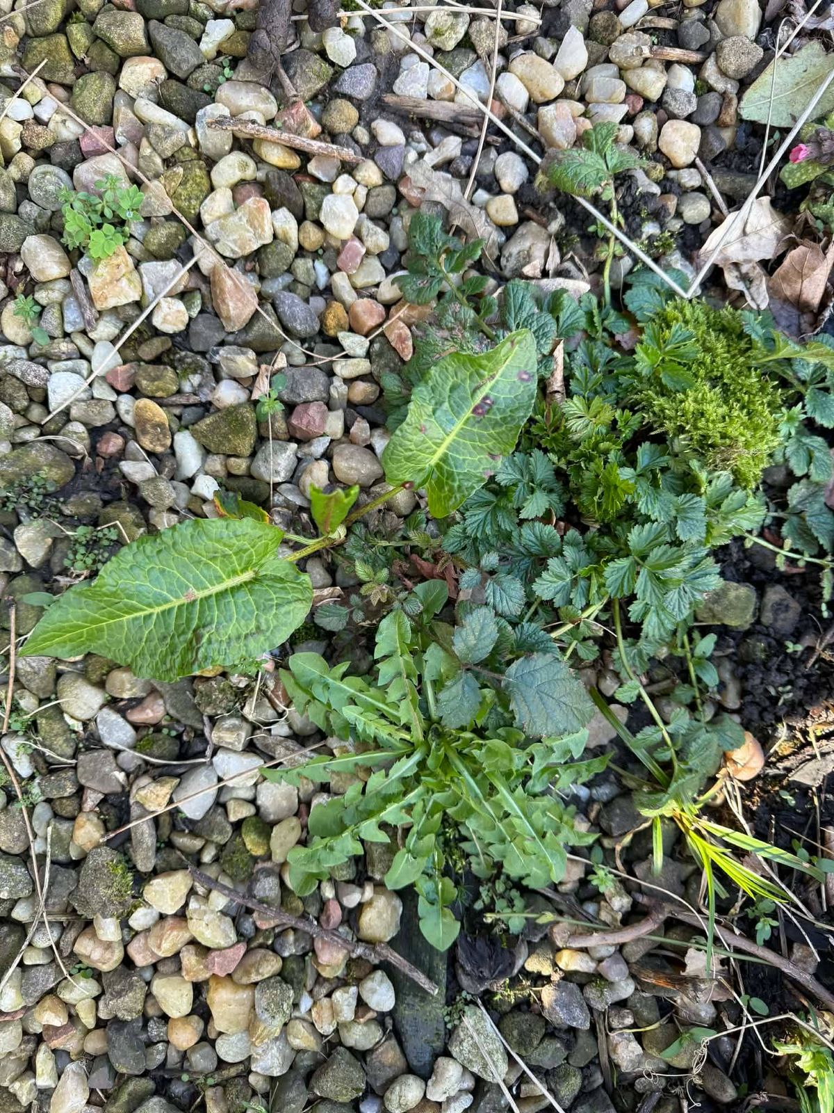 Weeds in gravel
