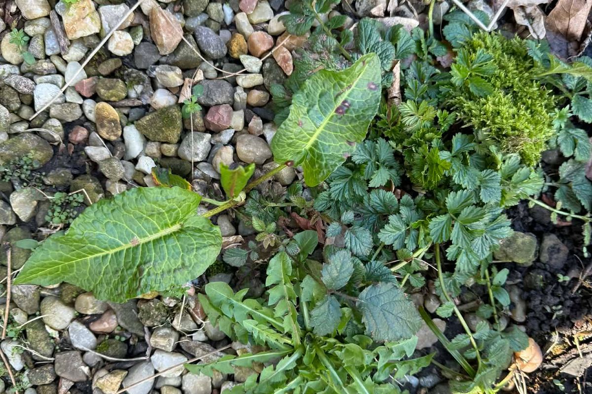 Weeds in gravel