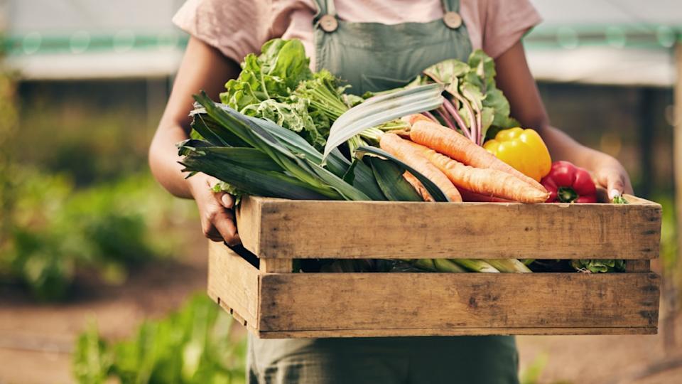 Farmer hands, box and vegetables in greenhouse for agriculture, supply chain business and product in basket. Person, seller or worker in gardening for sustainability NGO, nonprofit and food harvest