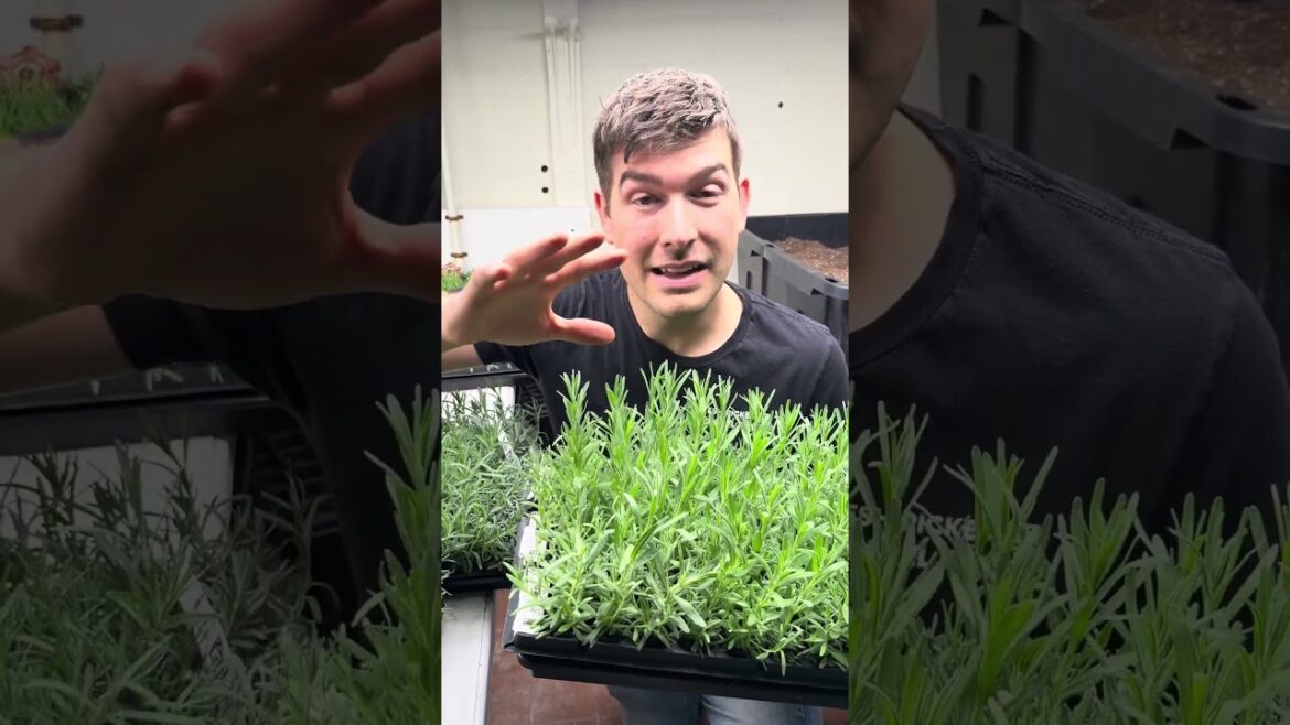 This Makes Your Seedlings Way HEALTHIER! #gardening #garden
