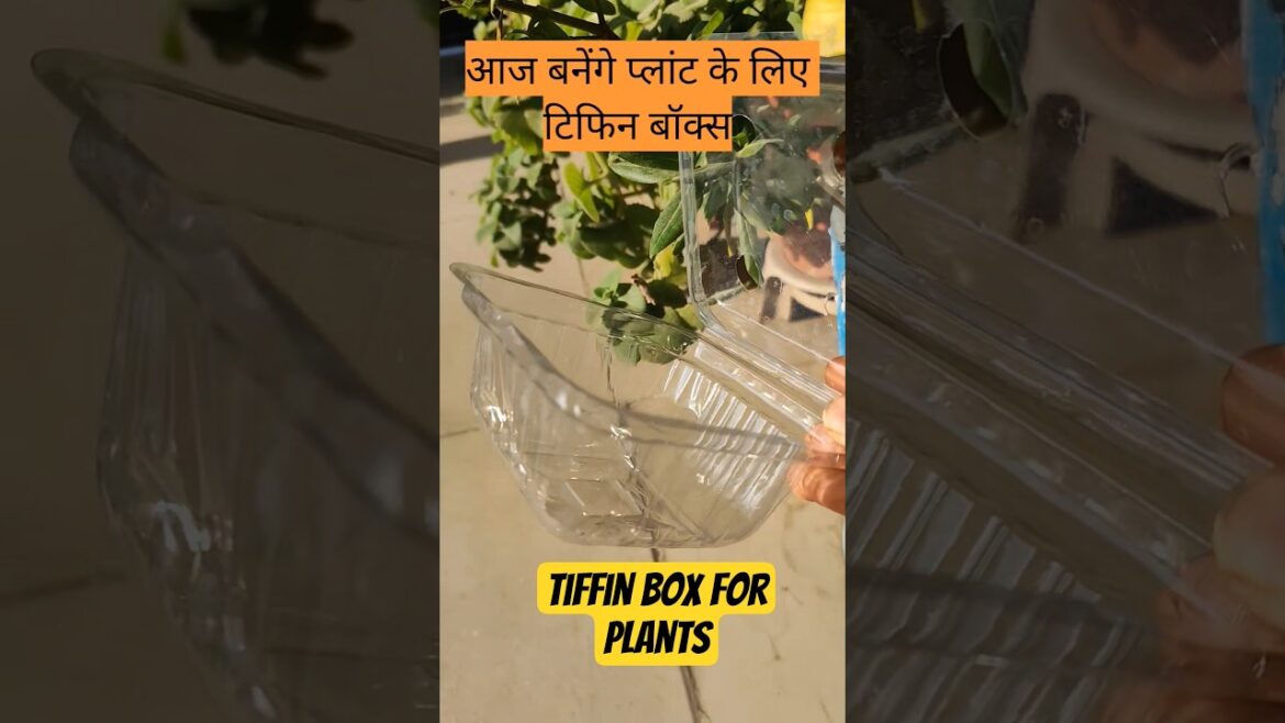 आज बनाते हैं प्लांट्स के लिए टिफिन बॉक्स 🍱 #compost #gardening #shorts #viral #gardeningtips आज बनाते हैं प्लांट्स के लिए टिफिन बॉक्स 🍱 #compost #gardening #shorts #viral #gardeningtips