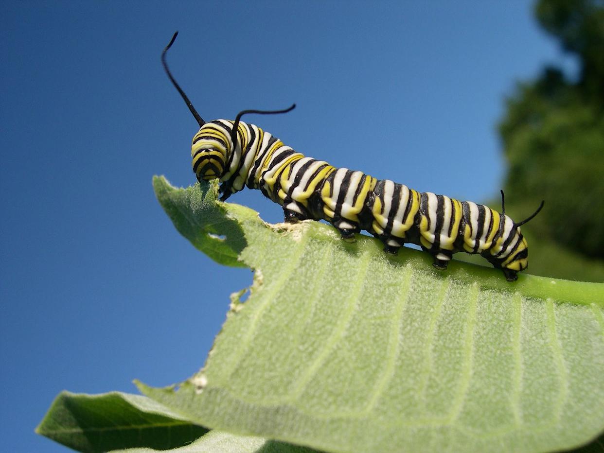 Monarch caterpillar feeding on milkweed leafCredit: attaboyluther / Getty Images