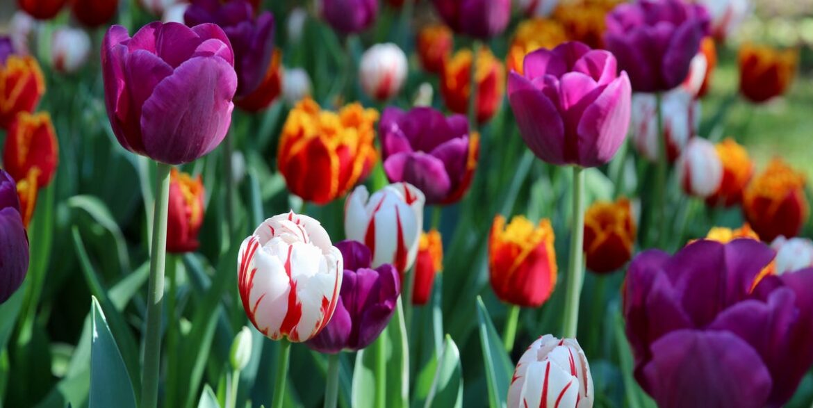 10 Beautiful Spring Flowers That Bloom Just in Time for Easter