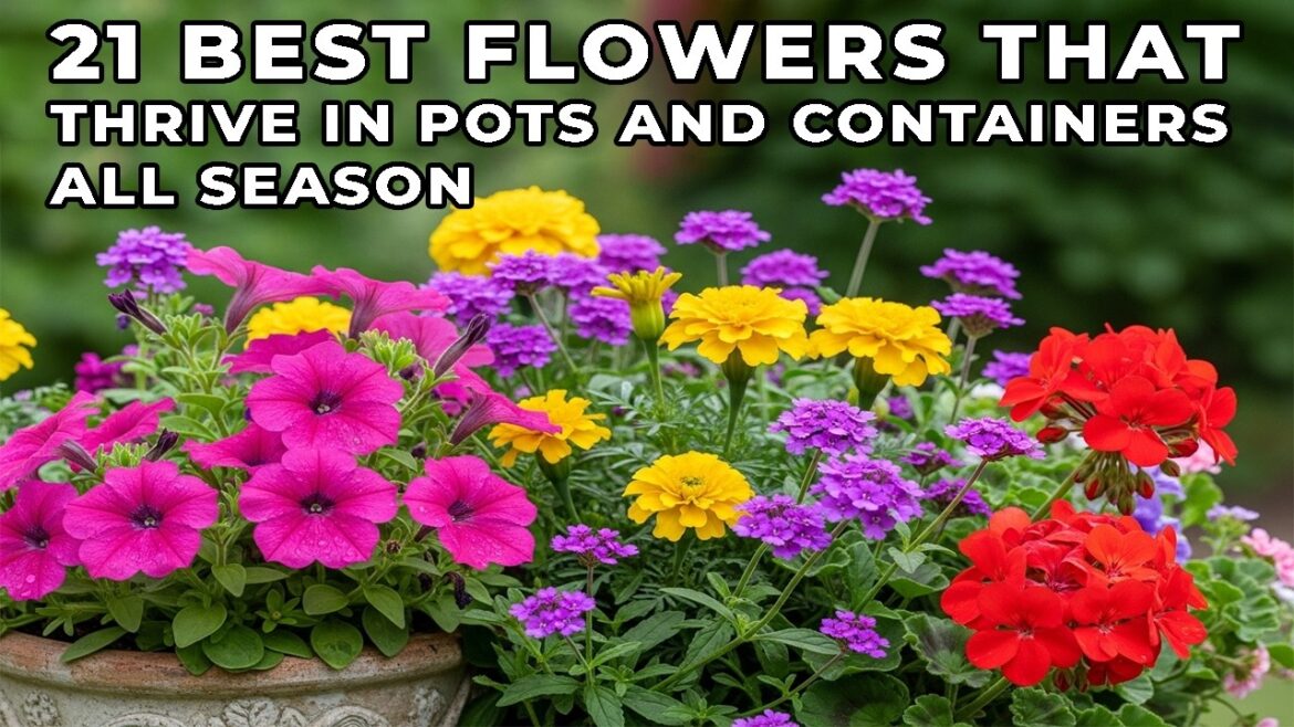 21 Easy Flowers for Container Gardens That Bloom All Season in Pots and Planters 21 Easy Flowers for Container Gardens That Bloom All Season in Pots and Planters