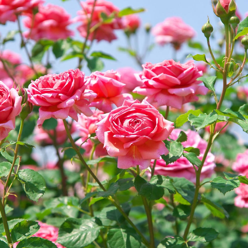 Rose Plant 'Special Anniversary' Full Plants in 5 Litre Pots