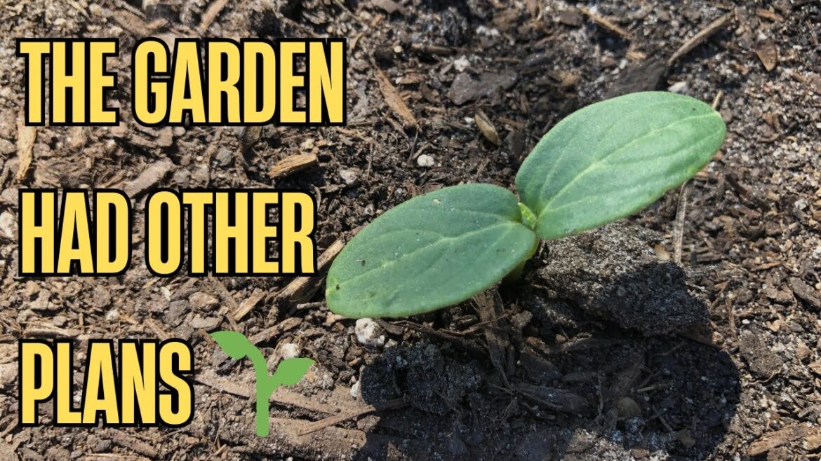 The Garden Had Other Plans! 🌱 Volunteer Cucumbers in October | Zone 8
