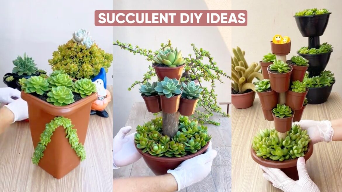 DIY Succulent Arrangement Ideas for Your Garden: Beautiful Plants to Create | 다육이 | 多肉植物 DIY Succulent Arrangement Ideas for Your Garden: Beautiful Plants to Create | 다육이 | 多肉植物