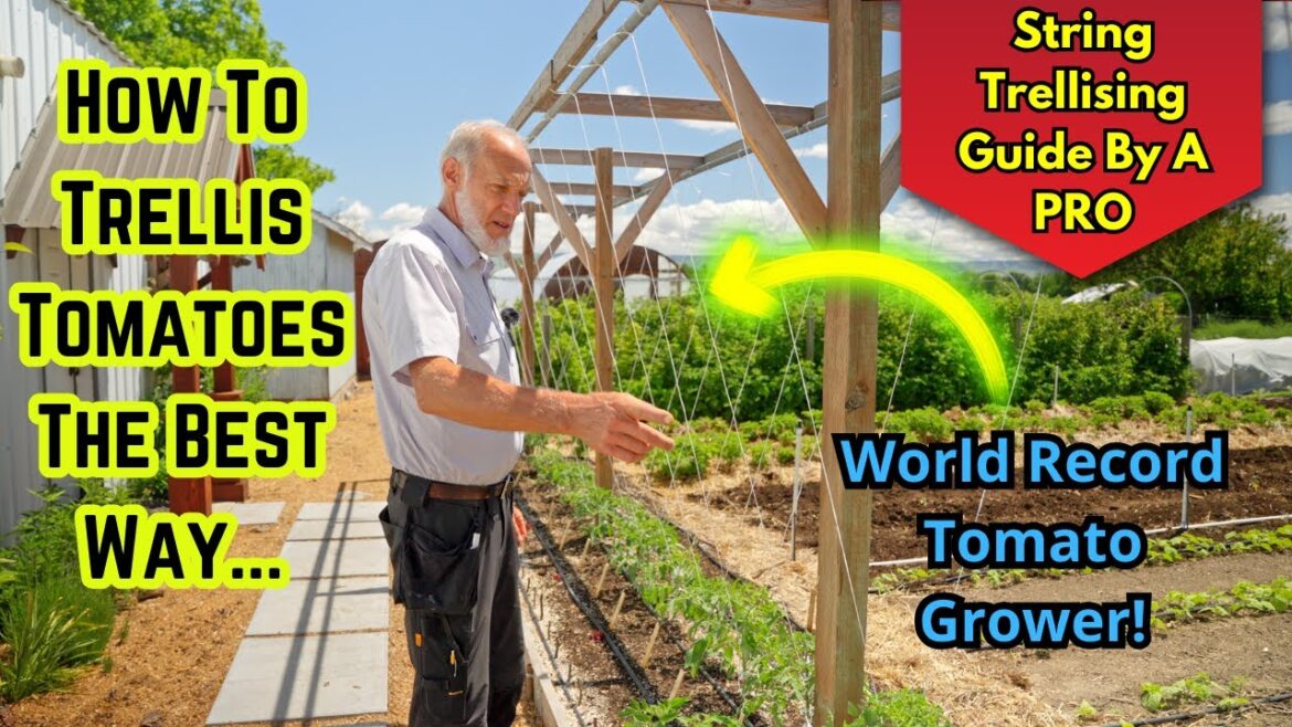 Master Tomato Trellising with a World Record Grower! Tips & Advice!