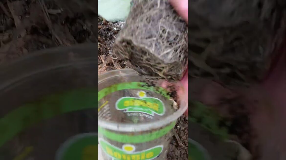 Transplanting #gardening #garden #mybackyardgarden#backyardfarming