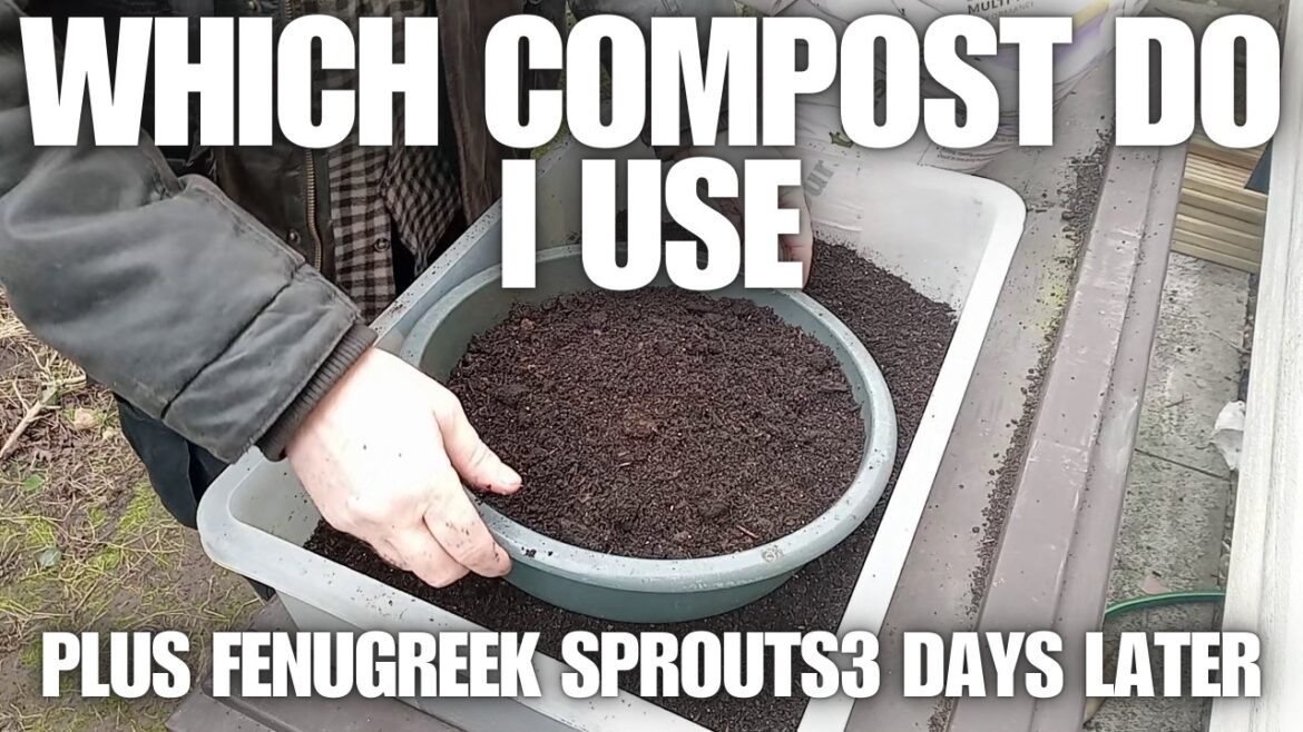 Fenugreek Sprouts Did They Work 3 Days Later [Container Gardening ]