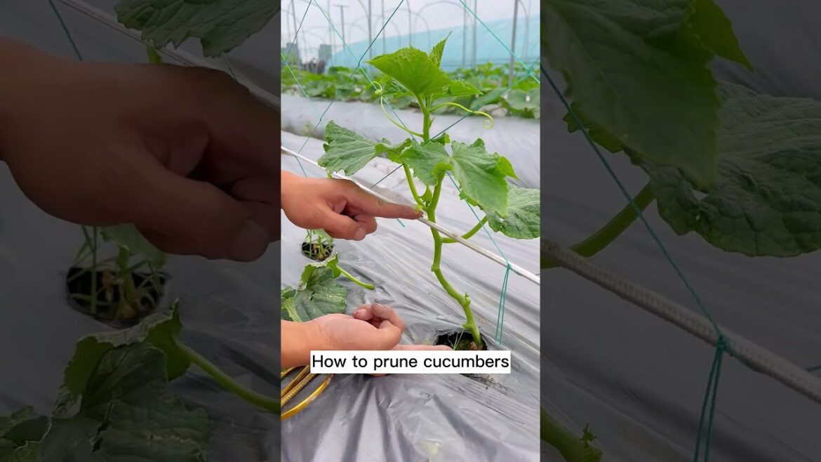 How to Prune Cucumbers: A Beginner's Guide #shorts #plantingtips