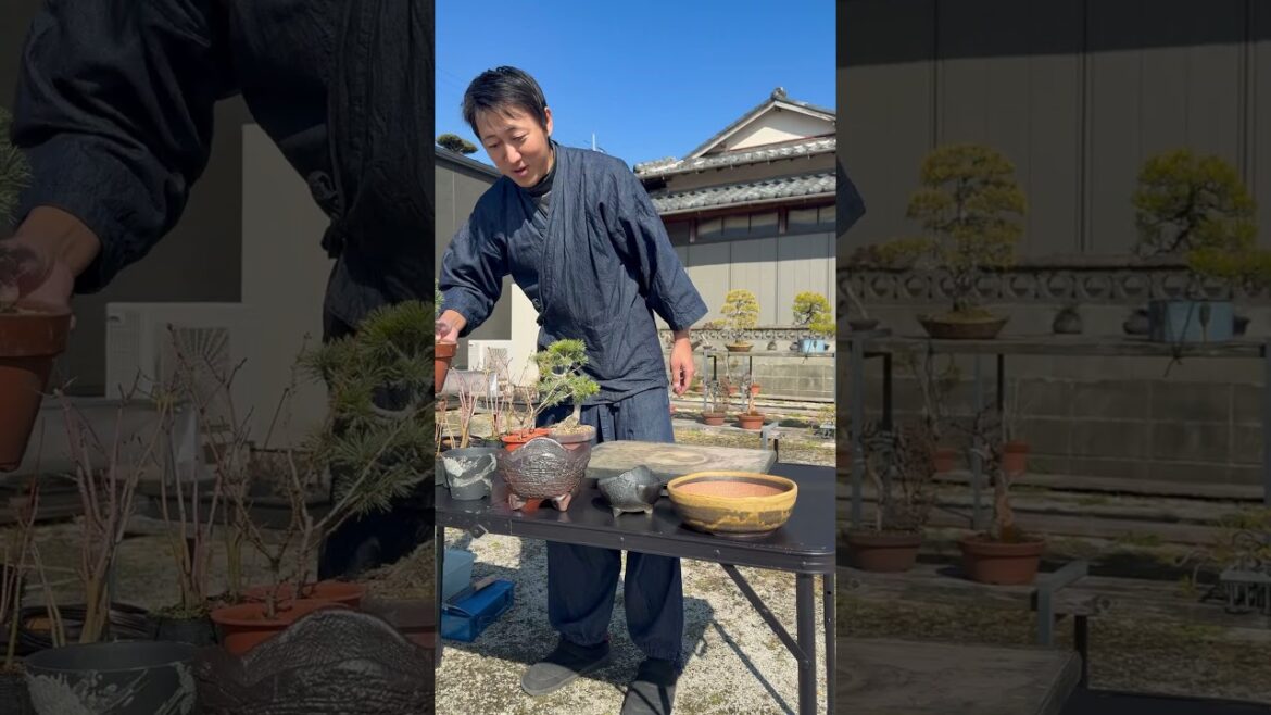 Repotting season is here and we are here to help #repotting  #bonsai  #bonsaicare #japan