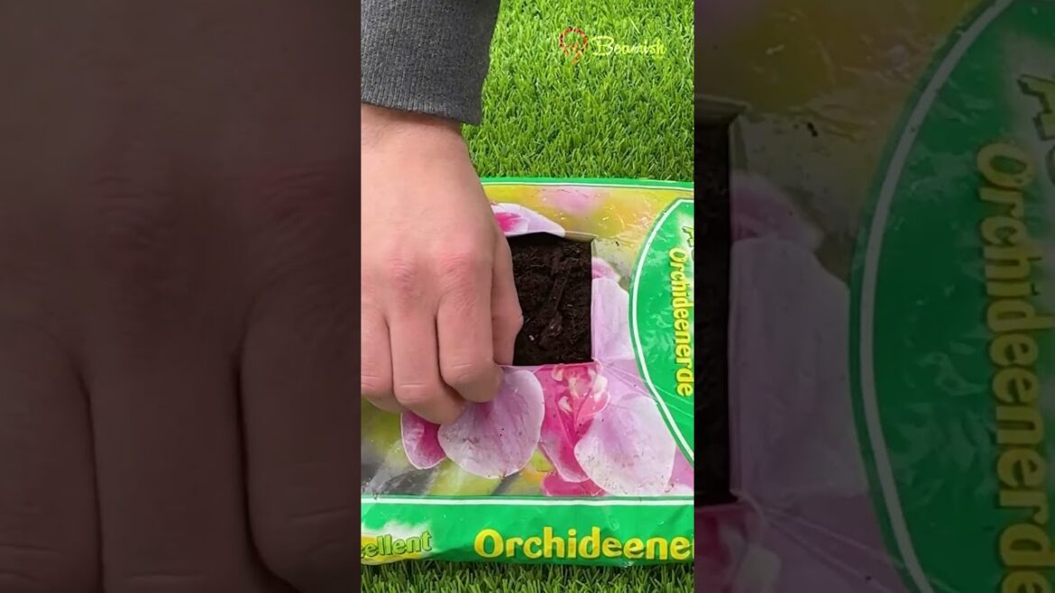 Soil Bag Gardening 🌱#diy #plants #soilbag #gardentips