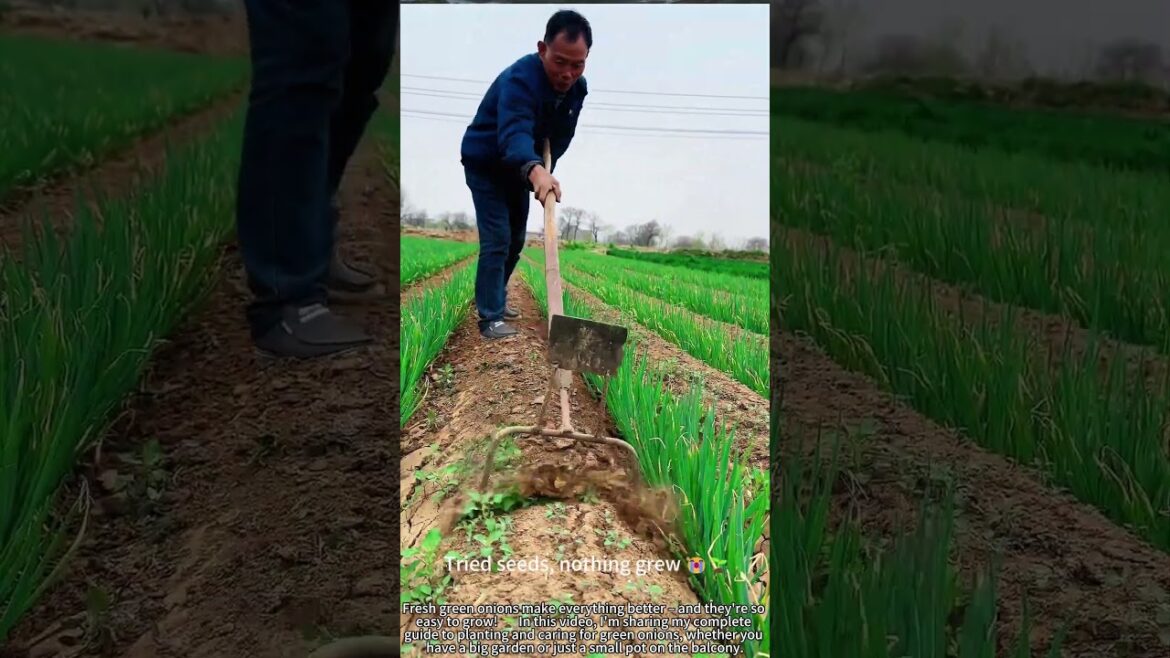 Grow Green Onions: From Seed to Salad! 🌱🏡