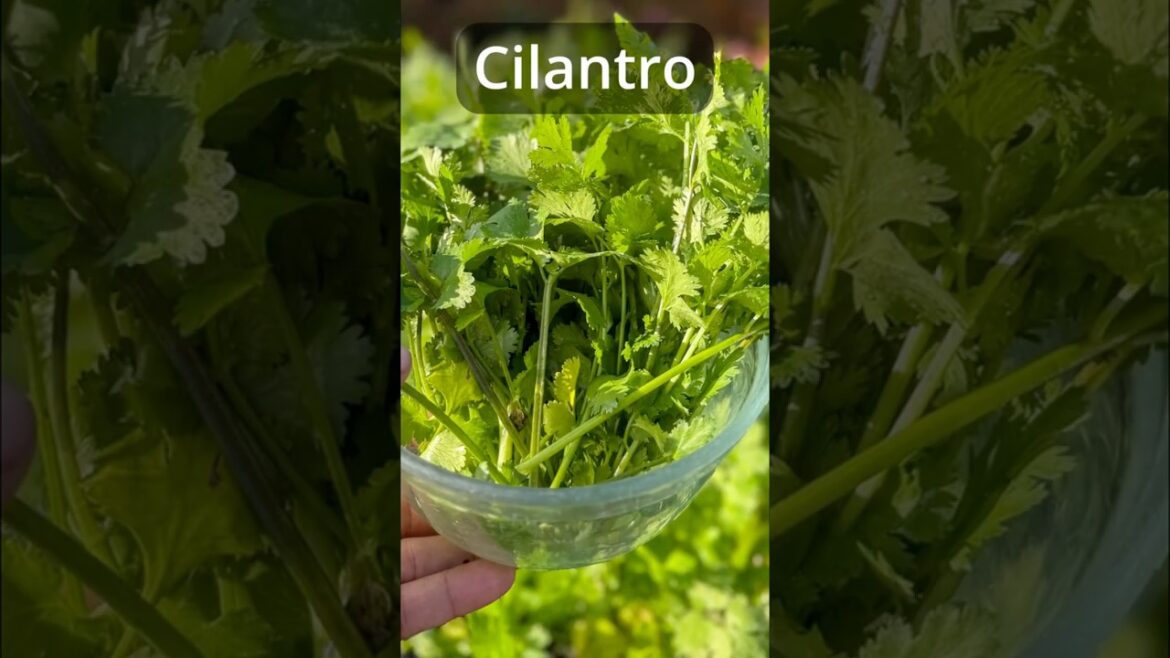 How to Harvest Cilantro & Succession Planting Tips