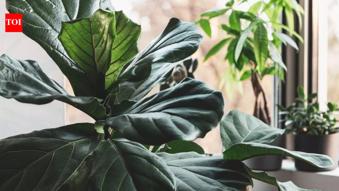 6 tall indoor plants that add height and beauty to your home
