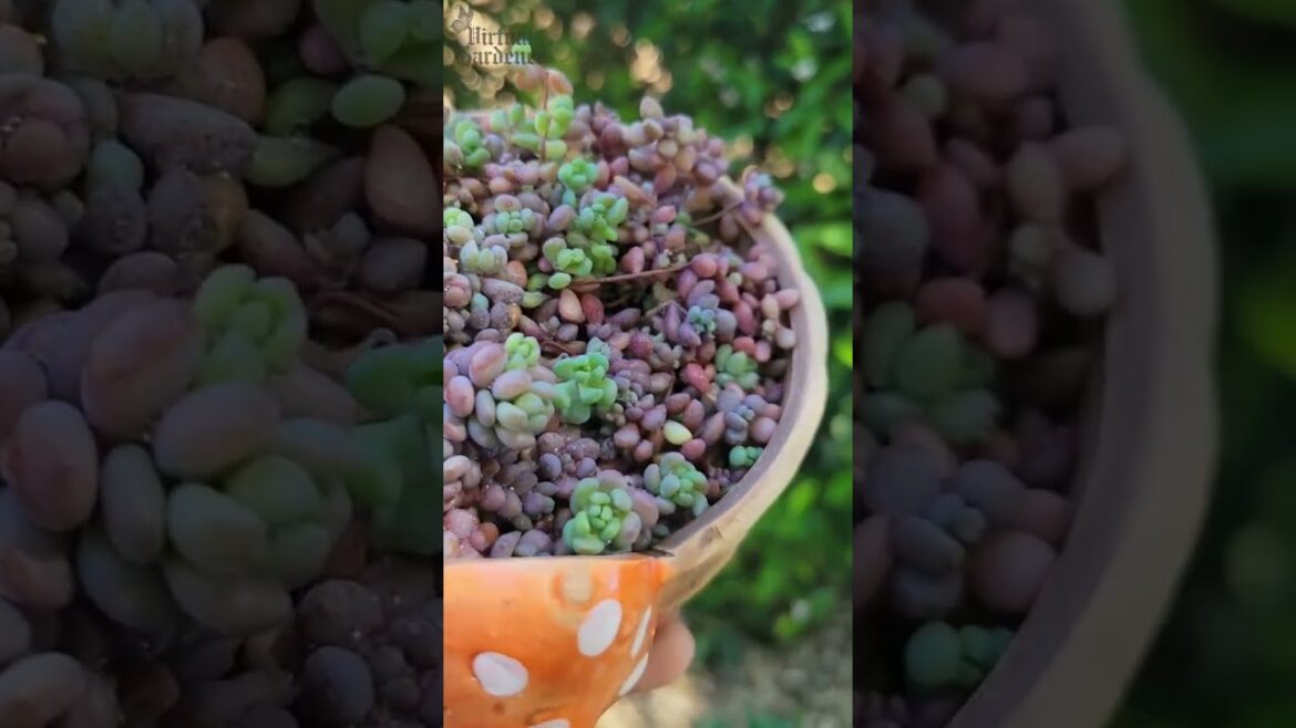 Plants That Look Almost Good Enough to Eat Plants That Look Almost Good Enough to Eat